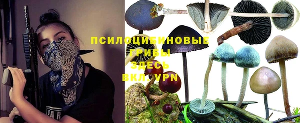 apvp Аркадак